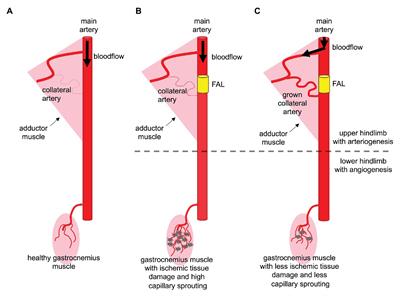 RNase A Treatment Interferes With Leukocyte Recruitment, Neutrophil Extracellular Trap Formation, and Angiogenesis in Ischemic Muscle Tissue